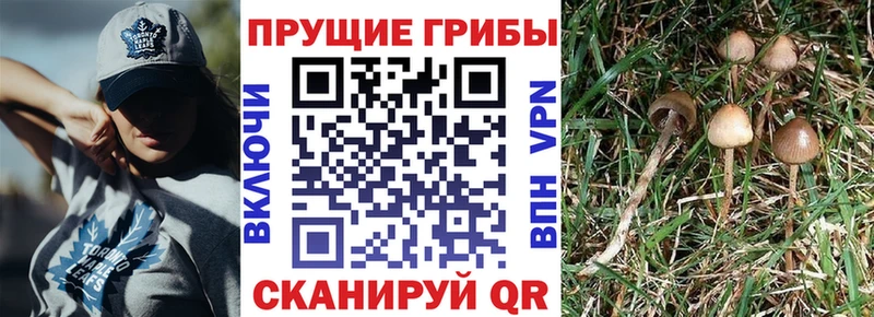 Псилоцибиновые грибы прущие грибы Сосновоборск