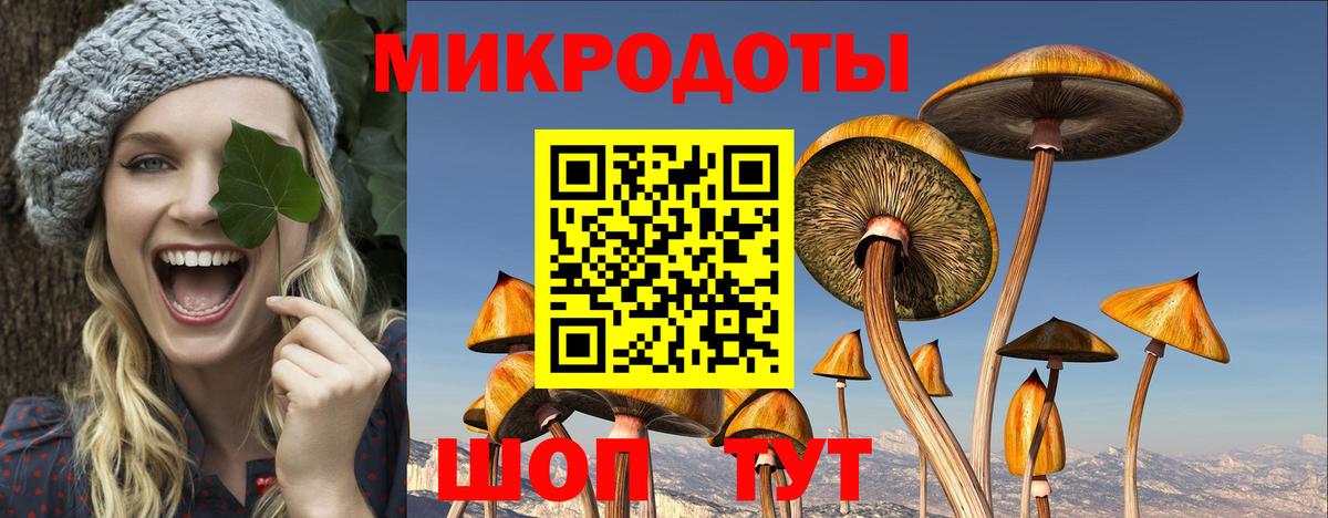 Псилоцибиновые грибы Psilocybe Сосновоборск