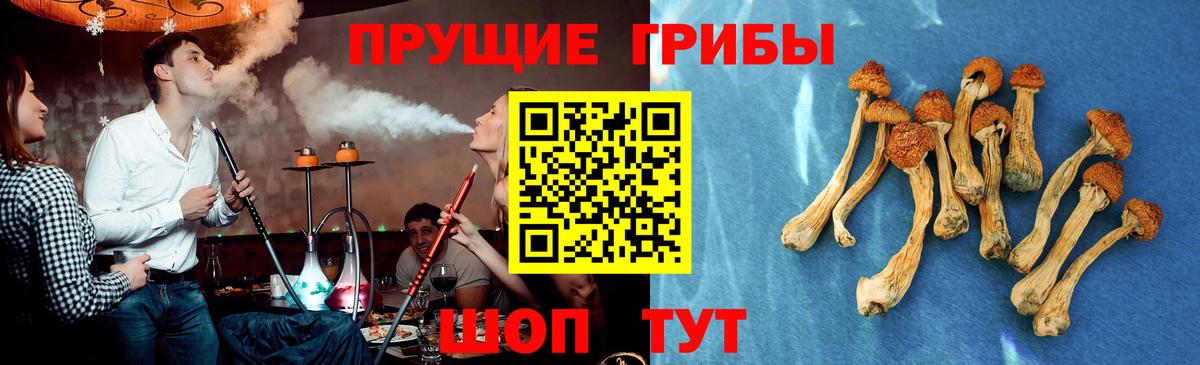 Сосновоборск  купить   Вход с VPN  Псилоцибиновые грибы Psilocybe  Псилоцибиновые грибы Psilocybine cubensis 